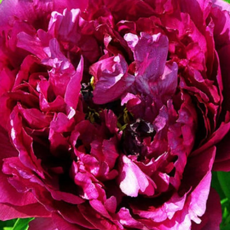 Древовидный пион ГЛУБОКОЕ СИНЕЕ МОРЕ - изображение 1