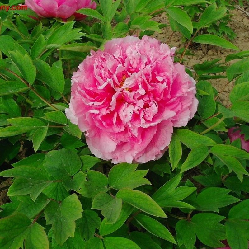 Древовидный пион БУКЕТ РОЗОВЫХ ГВОЗДИК - изображение 1